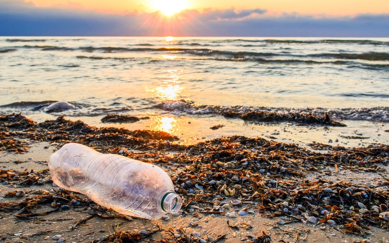 Plastic Bottles and Marine Life