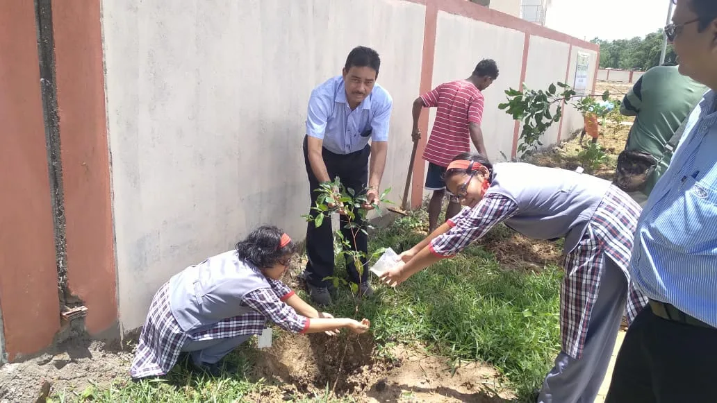 Tree Plantation