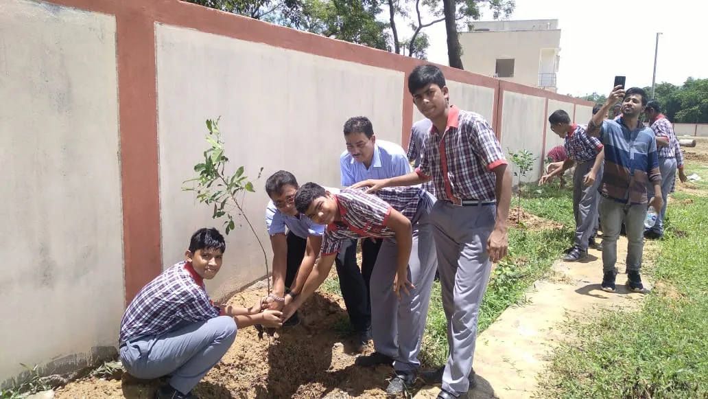 Tree Plantation